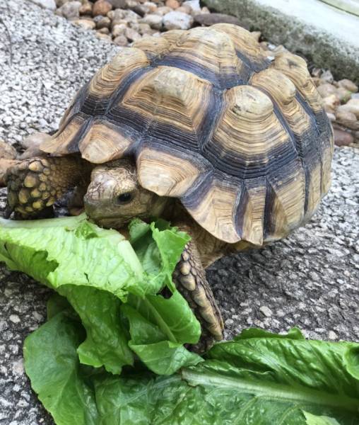 Lost Tortoise Homestead, Florida, FL, United States - L37171