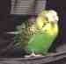 Budgerigar