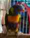 Lory / Lorikeet