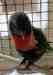 Lory / Lorikeet