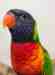 Lory / Lorikeet