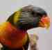 Lory / Lorikeet