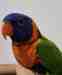 Lory / Lorikeet