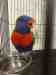 Lory / Lorikeet