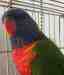 Lory / Lorikeet