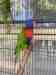 Lory / Lorikeet