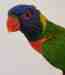 Lory / Lorikeet