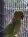 Indian Ringneck Parakeet