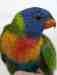 Lory / Lorikeet