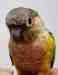 Conure