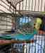 Budgerigar