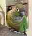 Conure