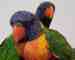 Lory / Lorikeet