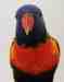 Lory / Lorikeet