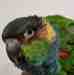 Conure