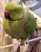 Indian Ringneck Parakeet