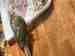 Conure