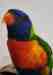 Lory / Lorikeet