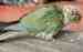 Conure