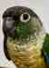 Conure