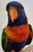 Lory / Lorikeet