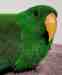 Eclectus