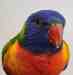 Lory / Lorikeet