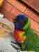 Lory / Lorikeet