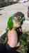 Conure