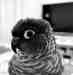 Conure