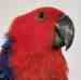 Eclectus