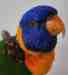 Lory / Lorikeet