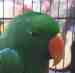 Eclectus