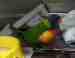 Lory / Lorikeet