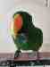 Eclectus