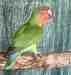 Lovebird