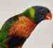 Lory / Lorikeet