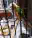 Conure