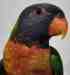 Lory / Lorikeet