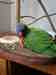 Lory / Lorikeet