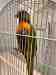 Lory / Lorikeet