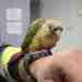 Conure