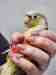 Conure