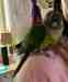 Conure