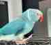 Indian Ringneck Parakeet