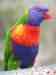 Lory / Lorikeet