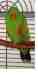 Eclectus