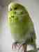 Budgerigar