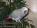 African Grey