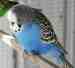 Budgerigar